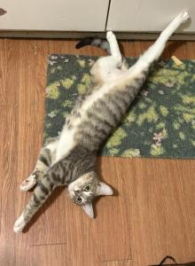 Zoro - Domestic Cat For Adoption - Leeds, AL, US Zoro - Domestic Cat For Adoption - Leeds, AL, US