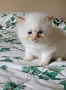John - Himalayan Kitten For Sale - IL, US John - Himalayan Kitten For Sale - IL, US