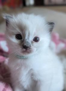 Juniper - Ragdoll Kitten For Sale - Fountain, CO, US Juniper - Ragdoll Kitten For Sale - Fountain, CO, US