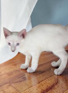REDUCED Lynxpoint - Colorpoint Shorthair Kitten For Sale - Walterboro&comma; SC&comma; US
