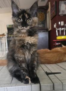 Envy - Maine Coon Kitten For Sale - Elk Grove, CA, US Envy - Maine Coon Kitten For Sale - Elk Grove, CA, US