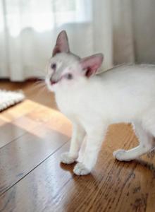 REDUCED Lynxpoint - Colorpoint Shorthair Kitten For Sale - Walterboro&comma; SC&comma; US