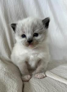Poppi - Ragdoll Kitten For Adoption - Clay, PA, US Poppi - Ragdoll Kitten For Adoption - Clay, PA, US