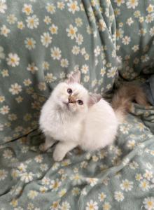 Strawberry TICA ragdoll - Ragdoll Kitten For Sale - Amherst, NH, US Strawberry TICA ragdoll - Ragdoll Kitten For Sale - Amherst, NH, US