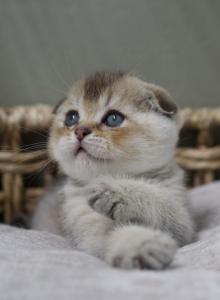 Duke - Scottish Fold Kitten For Sale - Henderson, NV, US Duke - Scottish Fold Kitten For Sale - Henderson, NV, US