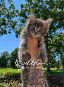 Cyber Chase Litter - Maine Coon Kitten For Sale - Saint Louis, MO, US Cyber Chase Litter - Maine Coon Kitten For Sale - Saint Louis, MO, US