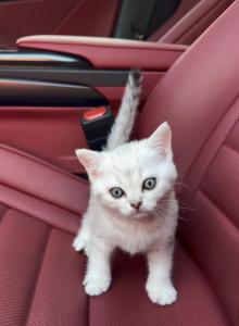Scottish Fold and Straight - Scottish Fold Kitten For Sale - North Port, FL, US Scottish Fold and Straight - Scottish Fold Kitten For Sale - North Port, FL, US