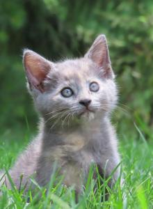 Cocoa - Domestic Kitten For Sale - Reading&comma; PA&comma; US