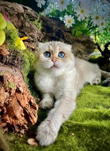 Elsa - Scottish Fold Cat For Sale - Vancouver, WA, US Elsa - Scottish Fold Cat For Sale - Vancouver, WA, US