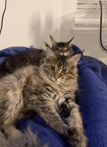 Anni Frid - Maine Coon Kitten For Sale - Jacksonville, FL, US Anni Frid - Maine Coon Kitten For Sale - Jacksonville, FL, US