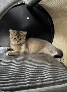 Bertha - British Shorthair Kitten For Sale - Bartlett, IL, US Bertha - British Shorthair Kitten For Sale - Bartlett, IL, US