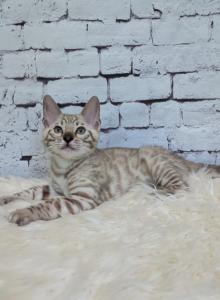 Alvin - Bengal Kitten For Sale - Miami&comma; FL&comma; US
