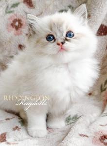 Lynx Ragdoll Female TICA - Ragdoll Kitten For Sale - Annapolis Junction&comma; MD&comma; US