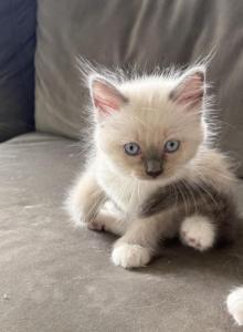 May 24th Ragdoll Blue Point Male Socked Mitted - Ragdoll Kitten For Sale - Central Nyack&comma; NY&comma; US