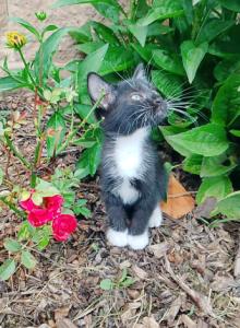 Elsie's litter MALE - Domestic Kitten For Adoption - AL&comma; US