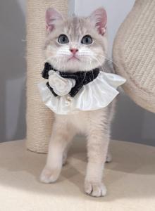 Kiwi Ay12 - British Shorthair Kitten For Sale - Queens, NY, US Kiwi Ay12 - British Shorthair Kitten For Sale - Queens, NY, US