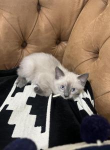 White - Siamese Kitten For Sale - Bayonne&comma; NJ&comma; US