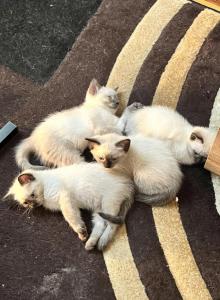 White - Siamese Kitten For Sale - Bayonne&comma; NJ&comma; US