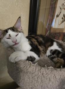 Spotty - Maine Coon Kitten For Sale - Pearland&comma; TX&comma; US