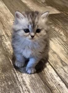 Charlie and Whiskers - Persian Kitten For Sale - Spruce Pine&comma; NC&comma; US