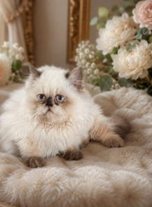 Minuet short legged blue eyes - Minuet Kitten For Sale - Charlotte, NC, US Minuet short legged blue eyes - Minuet Kitten For Sale - Charlotte, NC, US