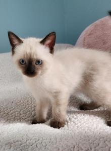 Sealpoint Male - Siamese Kitten For Sale - Willington, CT, US Sealpoint Male - Siamese Kitten For Sale - Willington, CT, US