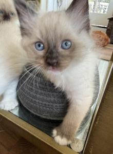 Big Boy Ragdoll M Chocolate Socked and Mitted - Ragdoll Kitten For Sale - Central Nyack, NY, US Big Boy Ragdoll M Chocolate Socked and Mitted - Ragdoll Kitten For Sale - Central Nyack, NY, US