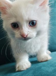 Little foot - Munchkin Kitten For Sale - Tolleson&comma; AZ&comma; US