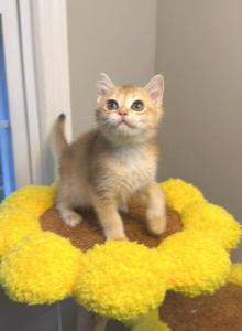 Venny - British Shorthair Kitten For Sale - Queens&comma; NY&comma; US