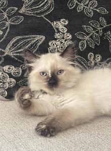 White - Ragdoll Kitten For Sale - Saint Paul&comma; MN&comma; US