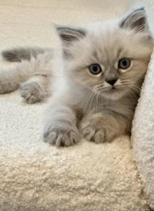 Stevie Blue Point Lynx Litter G - Himalayan Kitten For Sale - Tampa&comma; FL&comma; US