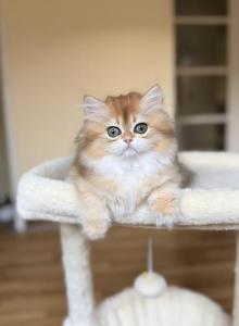 Irene - British Shorthair Kitten For Sale - CA&comma; US