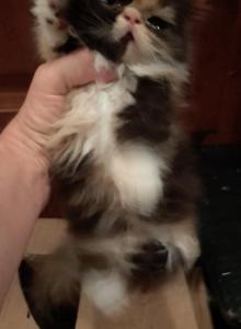 Spice - Persian Kitten For Sale - Sumner&comma; WA&comma; US