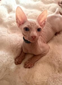 Love - Sphynx Kitten For Adoption - San Gabriel, CA, US Love - Sphynx Kitten For Adoption - San Gabriel, CA, US