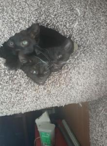 All black kittens - Domestic Kitten For Adoption - Lawrence, MA, US All black kittens - Domestic Kitten For Adoption - Lawrence, MA, US
