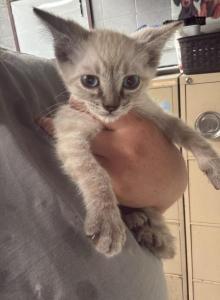 Buddy - Balinese Kitten For Sale - Milton, FL, US Buddy - Balinese Kitten For Sale - Milton, FL, US