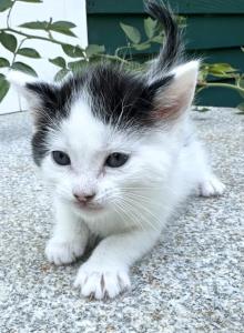 Po - Domestic Kitten For Sale - Ashburnham, MA, US Po - Domestic Kitten For Sale - Ashburnham, MA, US