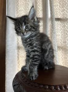 Lawrence of Donnelly - Maine Coon Kitten For Sale - Port Clinton, OH, US Lawrence of Donnelly - Maine Coon Kitten For Sale - Port Clinton, OH, US