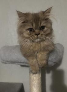 Chocolate super short munchkin - Minuet Kitten For Sale - White Deer&comma; TX&comma; US