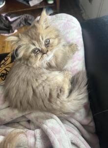 Chocolate super short munchkin - Minuet Kitten For Sale - White Deer, TX, US Chocolate super short munchkin - Minuet Kitten For Sale - White Deer, TX, US