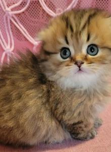 Long hair munchkin scottish folds - Munchkin Kitten For Sale - Berlin, NJ, US Long hair munchkin scottish folds - Munchkin Kitten For Sale - Berlin, NJ, US
