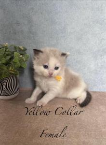 Mink & Traditonal Litter - Ragdoll Kitten For Sale - Ionia, MI, US Mink & Traditonal Litter - Ragdoll Kitten For Sale - Ionia, MI, US