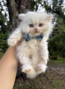 Red point LH BOY - Scottish Straight Kitten For Sale - Sun City Center, FL, US Red point LH BOY - Scottish Straight Kitten For Sale - Sun City Center, FL, US