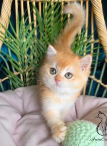 Dylan - British Shorthair Kitten For Sale - TN&comma; US