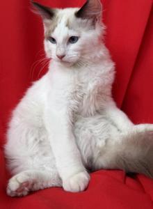 SnowBall Male V face Radgoll - Ragdoll Kitten For Adoption - Auburn, WA, US SnowBall Male V face Radgoll - Ragdoll Kitten For Adoption - Auburn, WA, US