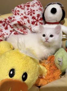Yoshi of FirCountry Siberians - Siberian Kitten For Sale - Castle Rock, WA, US Yoshi of FirCountry Siberians - Siberian Kitten For Sale - Castle Rock, WA, US