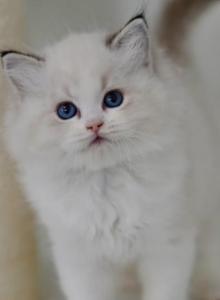 Camellia - Ragdoll Kitten For Sale - Monrovia, CA, US Camellia - Ragdoll Kitten For Sale - Monrovia, CA, US