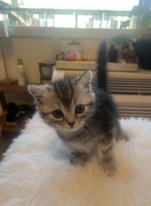 Lena - Scottish Straight Kitten For Sale - GA, US Lena - Scottish Straight Kitten For Sale - GA, US