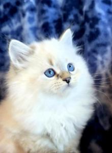 Winston - Siberian Kitten For Sale - Eau Claire, WI, US Winston - Siberian Kitten For Sale - Eau Claire, WI, US