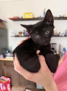 Empire adventurous and calm - Domestic Kitten For Adoption - Cushing, TX, US Empire adventurous and calm - Domestic Kitten For Adoption - Cushing, TX, US